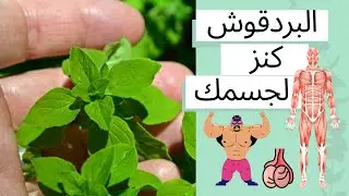 فوائد البردقوش عُشبة سحرية بها ١٣ اعجاز لن تجده في شيء أخر