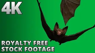4K Halloween Bat Flying 2 Directions - Stock Footage Green Screen - Royalty Free Video