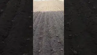 Немного весны!Посадка картофеля мотоблоком