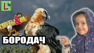 Deagostini  ЯСТРЕБЫ и КО БОРОДАЧ  Деагостини распаковка Liska Show