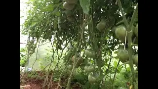 Мои томаты меня радуют !!!