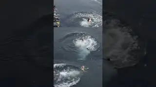 Polar Plunge