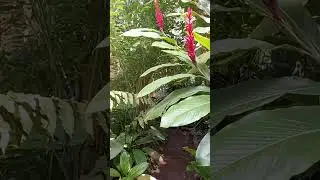 Botanical Garden Zürich🌴🌵🌿☘️🪴🌲🌳🌱⚘️🌷🌼#zürich,#Garden,#Botanic