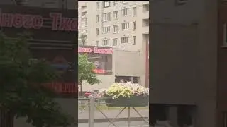 Петунии Питера