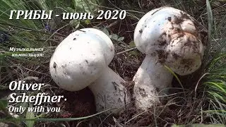 Грибной сезон - тихая охота