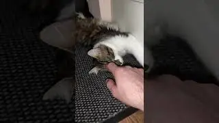 Развалился на весь коврик))
