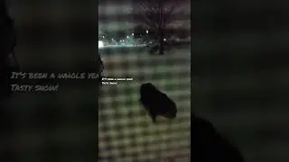 Sheba & snow (part 2)