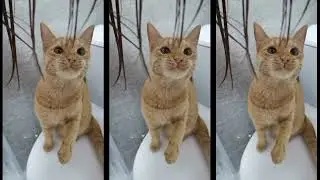 Котик любит мои волосы #cat #kitten