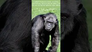 The Mind of a Chimpanzee ||@discoverwithsabi #viral #chimpanzee #youtube