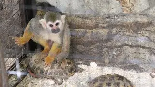 Милые и общительные жители в ялтинском зоопарке "Сказка"!☀️🐒🐒