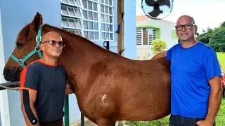 Segundo herraje a caballo Flat Foot.
