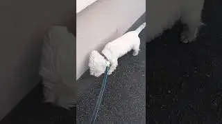 #walking #stig #dog