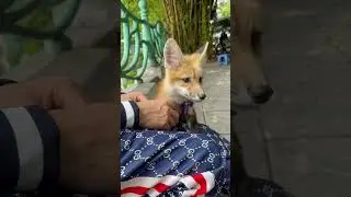 Luna kute fox #foxfamily #fox #pets