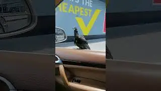 Sick pigeon resting on my car 16.05.2023