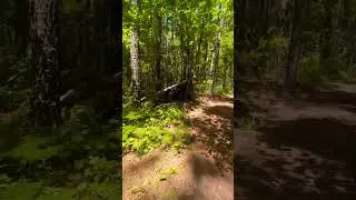 Unexpected Discovery: Makeshift Shelter Found in South Georgia Forest. #beautiful #nature #georgia