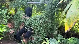 Theo chân đàn em 4 chân đi tìm báu vật
