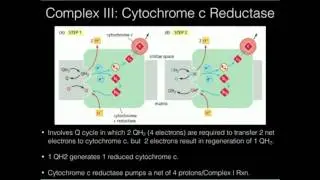The Electron Transport Chain: Complex III