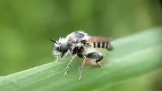 macro photography