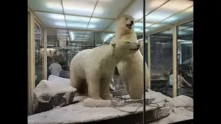 Зоологический музей в Санкт-Петербурге