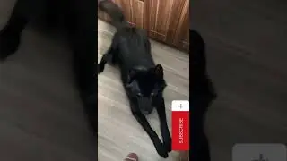 Черный красавец волкособ выпрашивает яблоко