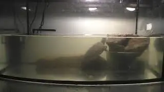 Чем занимаются красноухие черепахи ночью