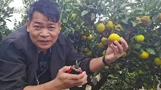 TANGERINE: HITIK NA HITIK ANG BUNGA, JEJU ISLAND, SOUTH KOREA