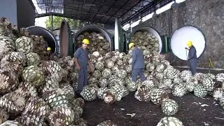 Perfect Agave Harvest, How to Made Tequila Mexico in Factory with Modern Processing Line !!!
