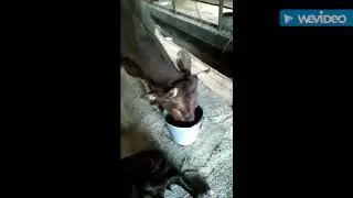 Энергомиксвит - энергитическая смесь для коров