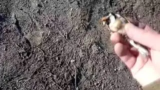 Ловля певчих птиц в Саратове 3
