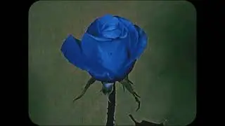 (FREE) Josman x Zamdane type beat ~ FLEURS FANÉES