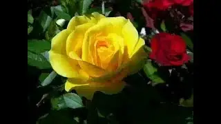 005_из165 - Научи меня Боже мудрости - 4м 13с