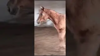 годовалый жеребчик