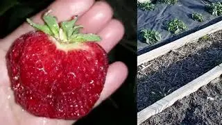 🍓Земляника Садовая Крупноплодная🍓(клубника)🍓МОЙ ВЫБОР!!!🍓🍓🍓