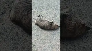 Покатуньки - почесуньки #кисы #зверьёмоё #игры #cat