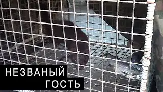THE UNINVITED GUEST who ATE all the FISH.