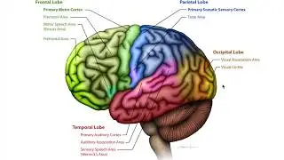 Overview of Brain Function: Lobes and Primary Areas