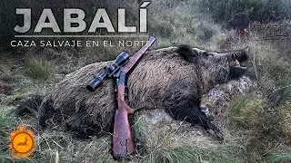 Jabalí Grande del Norte - Cinegetics