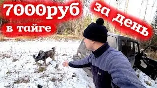 7000 рублей за один день! Добыча Серы! Живица лиственницы...