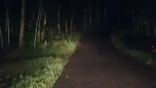 Continue the Vlog Car to the Horror Location of the Forbidden Forest, where there are many mystic...