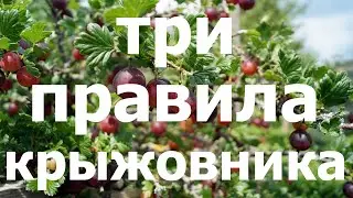 HELP THE GOOSEBERRY after harvest! Simple rules!