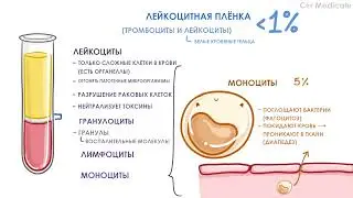 состав крови