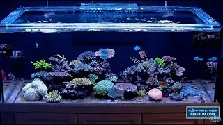 ReefBum Coral Reef Aquarium Live Webcam