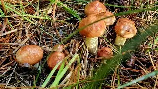 ЛУЧШЕ МАСЛЁНОК В РУКЕ, 🍄🍄🍄 ЧЕМ БЕЛЫЙ В НЕБЕ.