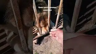Приют Барнаул