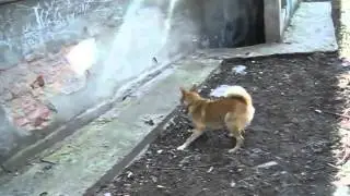Пес и солнечный зайчик)))