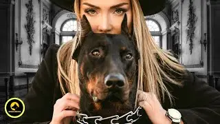"The Ultimate Guide to Doberman Pinscher: Everything You Need to Know!"