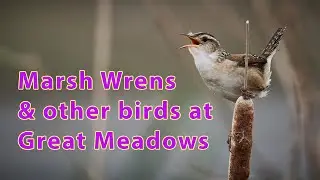 Bird Photography | Marsh Wrens & More | Great Meadows
