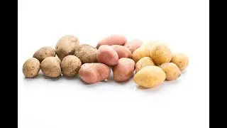 Potatoes_part _3.mp4