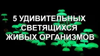 5 УДИВИТЕЛЬНЫХ СВЕТЯЩИХСЯ ЖИВЫХ ОРГАНИЗМОВ