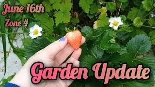 Garden Update June 16th | strawberry surprise | zone 4